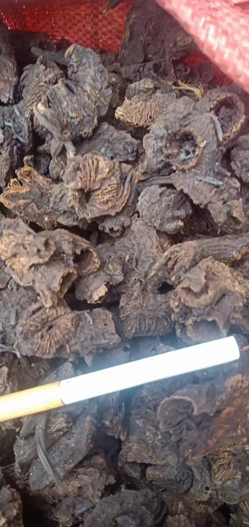 【热销中】云南升麻产地直发货源充足欢迎咨询