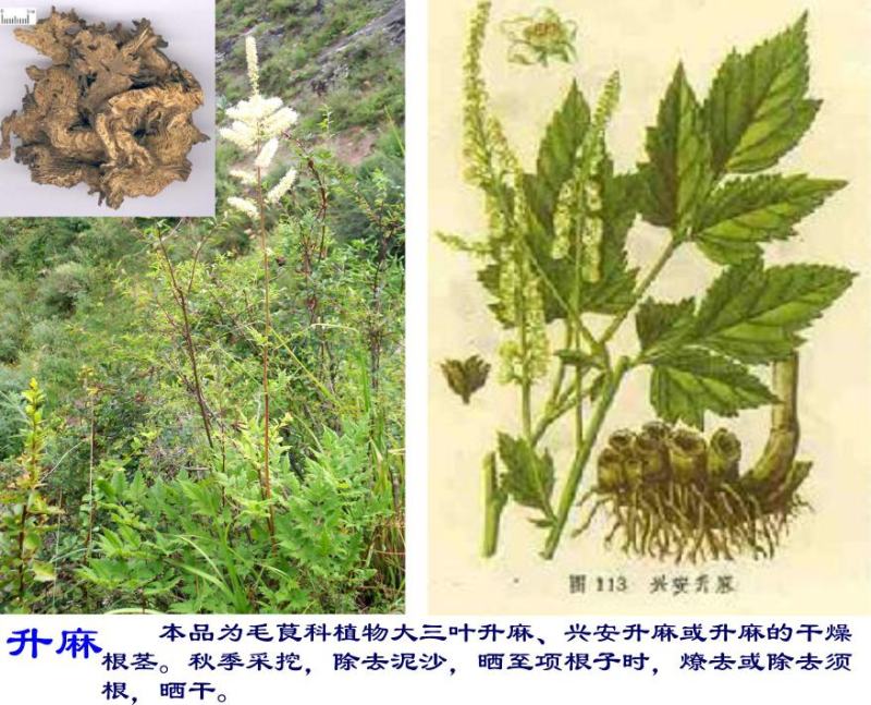 【热销中】云南升麻产地直发货源充足欢迎咨询