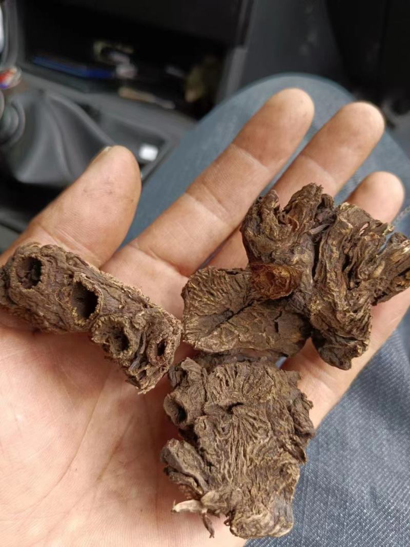 【热销中】云南升麻产地直发货源充足欢迎咨询