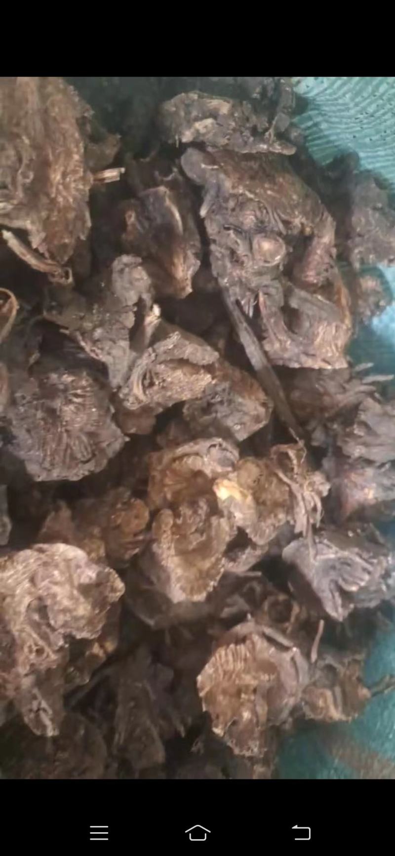 【热销中】云南升麻产地直发货源充足欢迎咨询