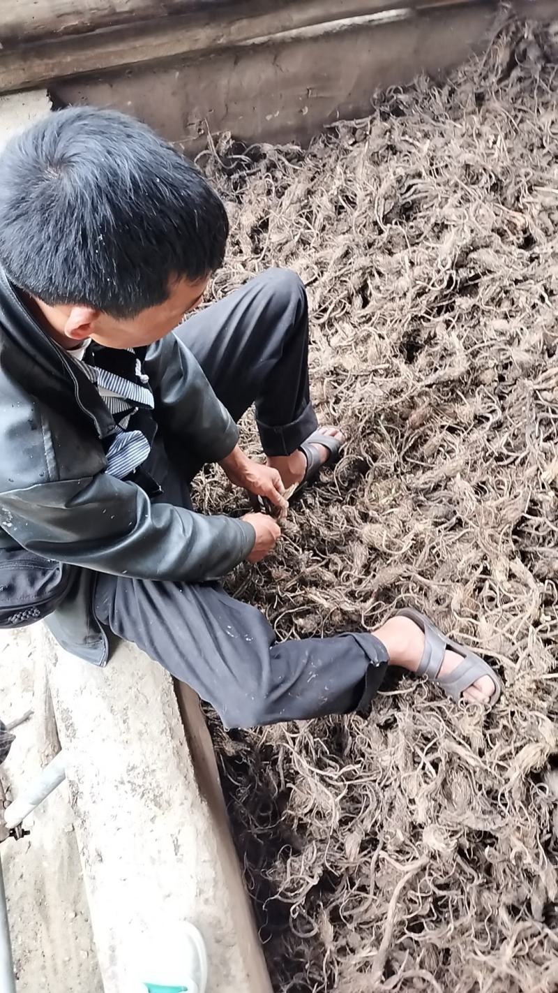 【热销中】云南升麻产地直发货源充足欢迎咨询