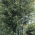 朴树，独本丛生20—160公分大朴树，原生，假植苗场直销