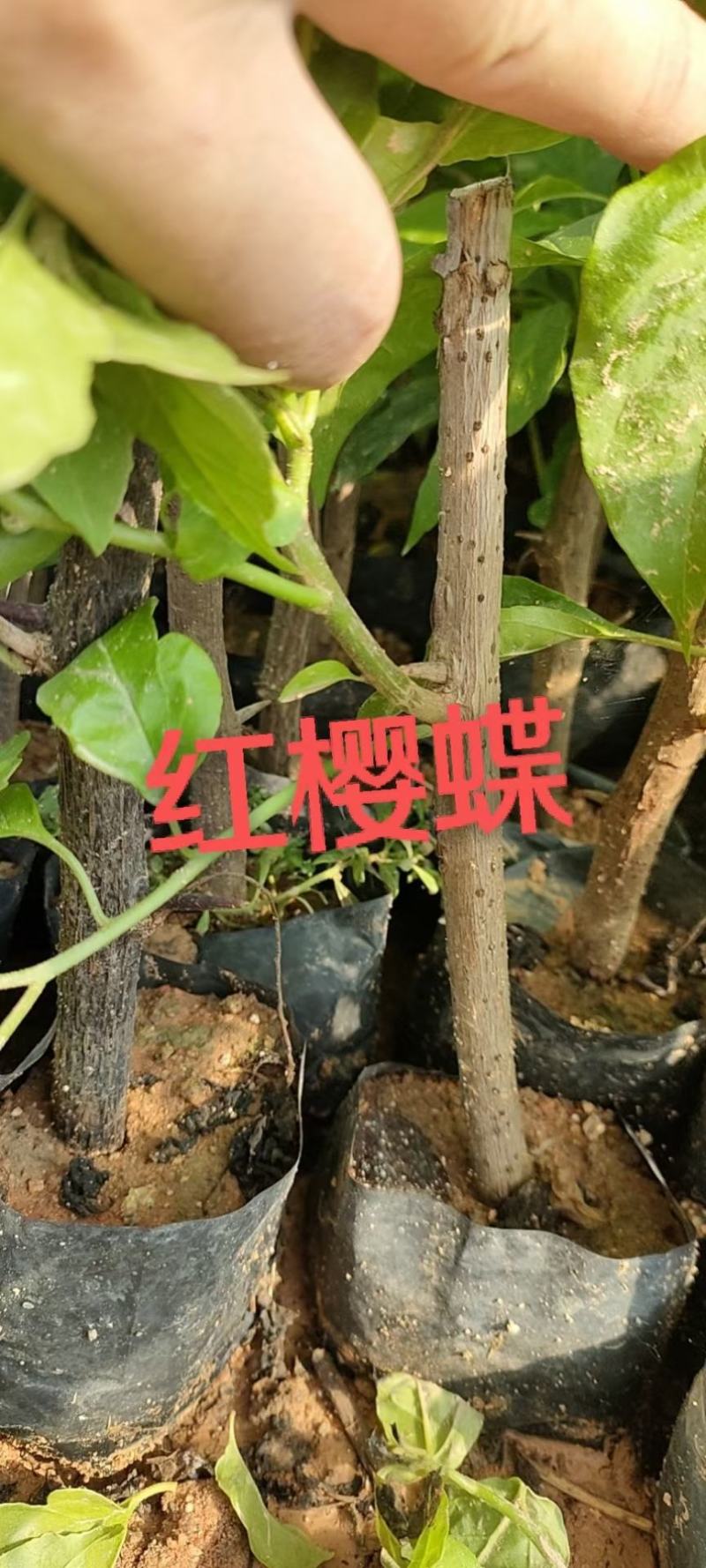 三角梅小袋苗，基地批发，品种多，质量好