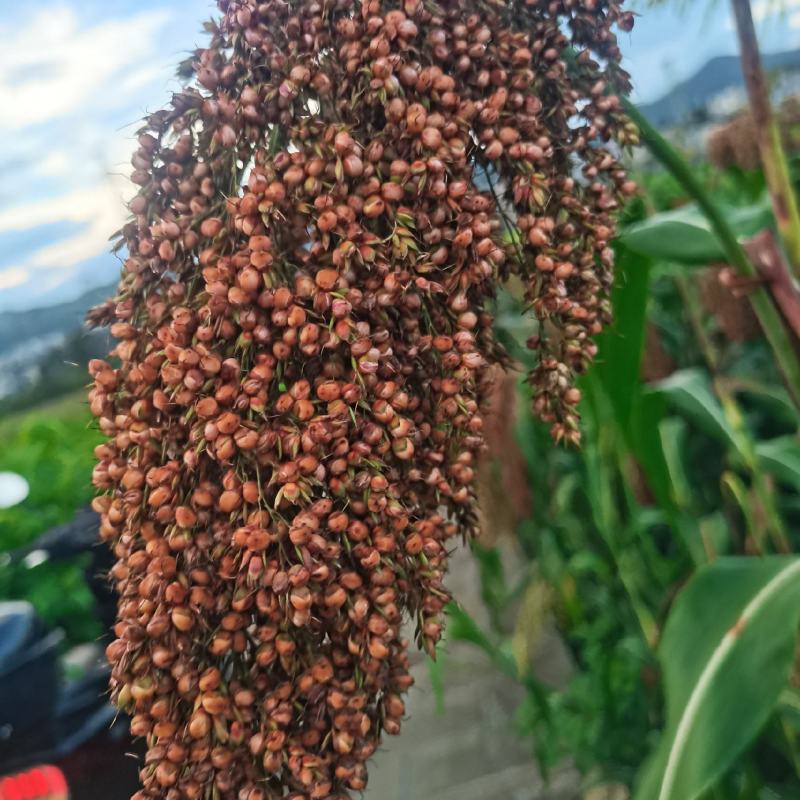 茅台红樱子，糯高粱，200吨以上，有需要的联系