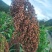 茅台红樱子，糯高粱，200吨以上，有需要的联系