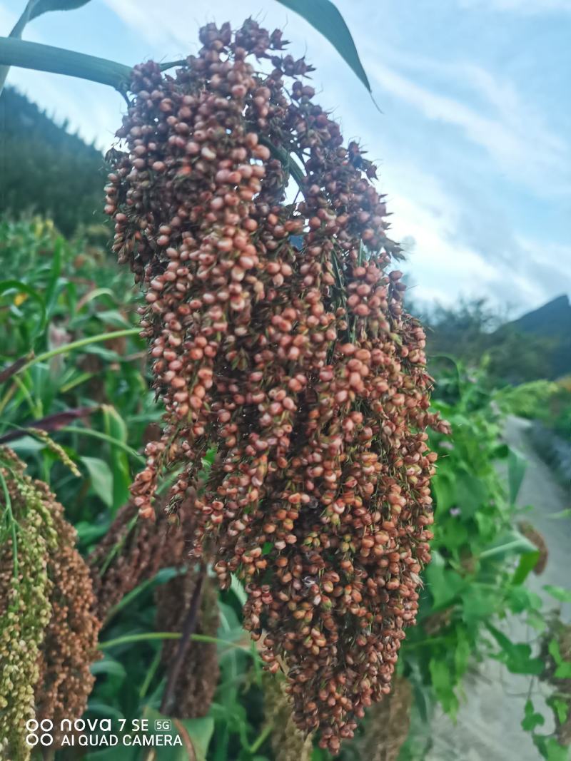 茅台红樱子，糯高粱，200吨以上，有需要的联系