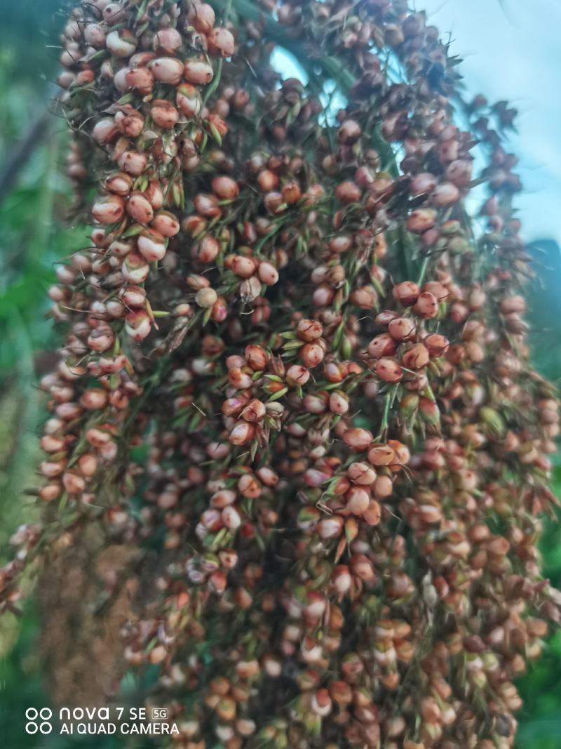 茅台红樱子，糯高粱，200吨以上，有需要的联系