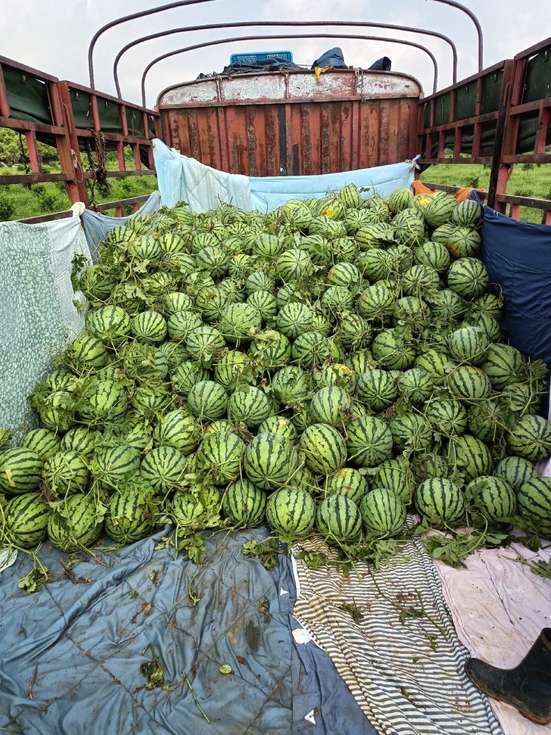 露天美都西瓜一等品实力商家