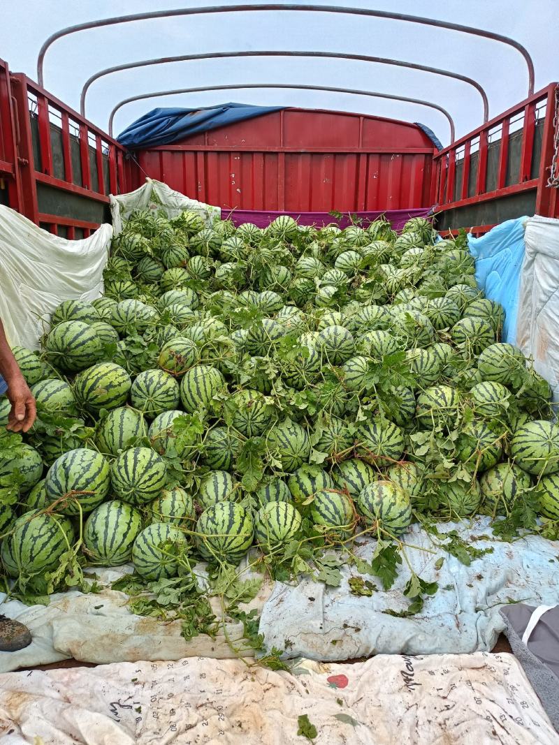 露天美都西瓜一等品实力商家