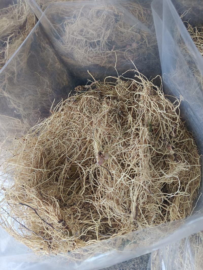 细辛，水洗辽细辛，干度新货质量保证实拍现货24小时内发货