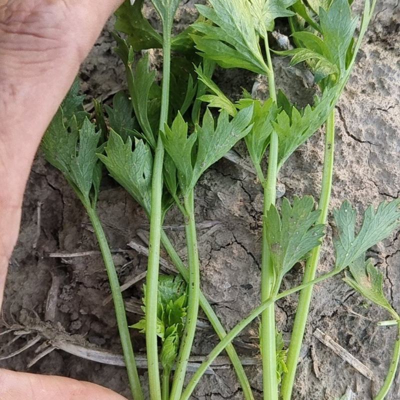精品芹菜苗继续走单