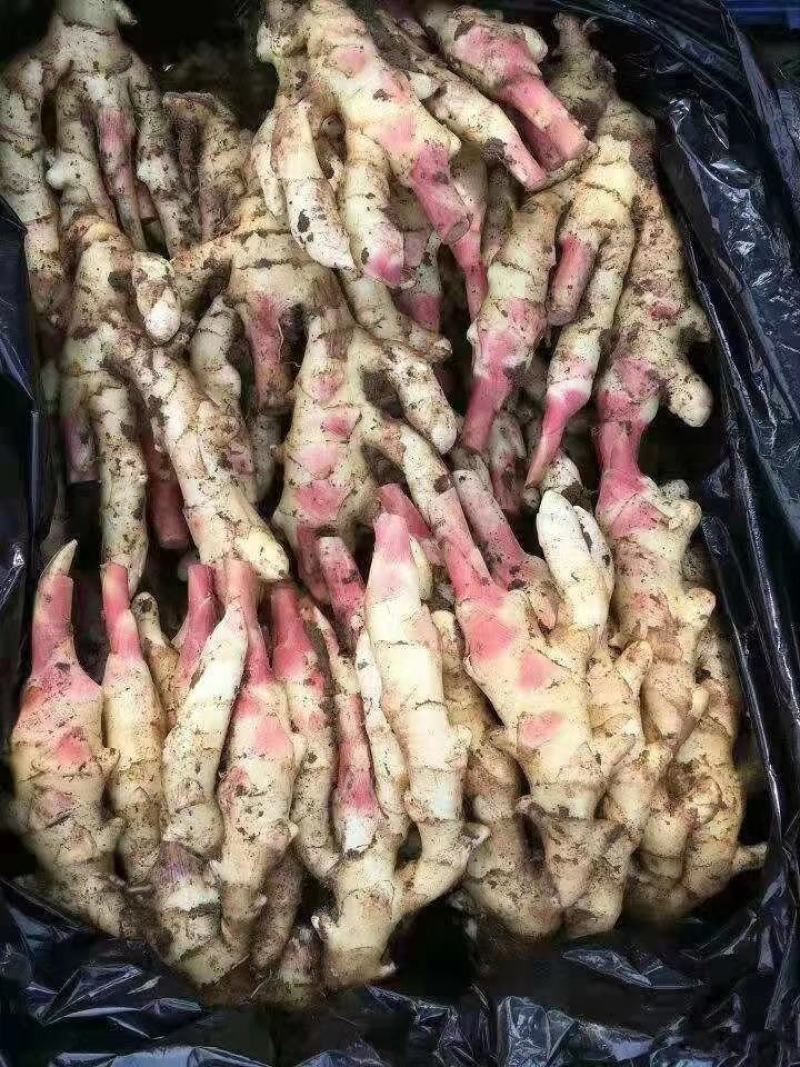 鲜姜批发现挖新姜品质好基地出货