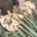 鲜姜批发现挖新姜品质好基地出货