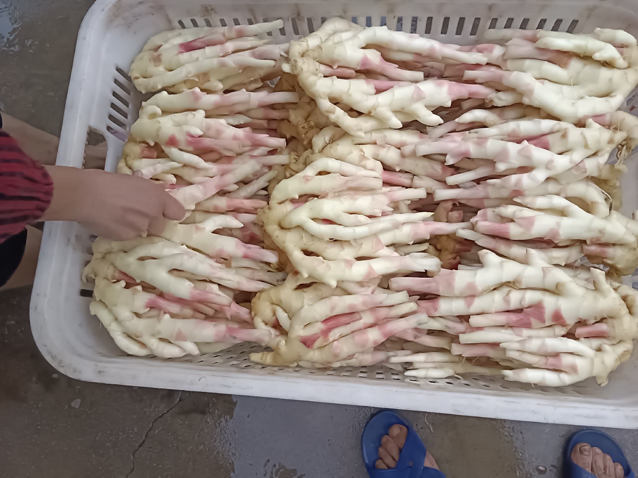 生姜料理场景图