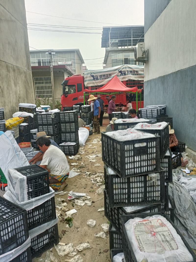 江苏省东海县膜袋晚秋黄梨大量上市中！支持视屏快递看货！