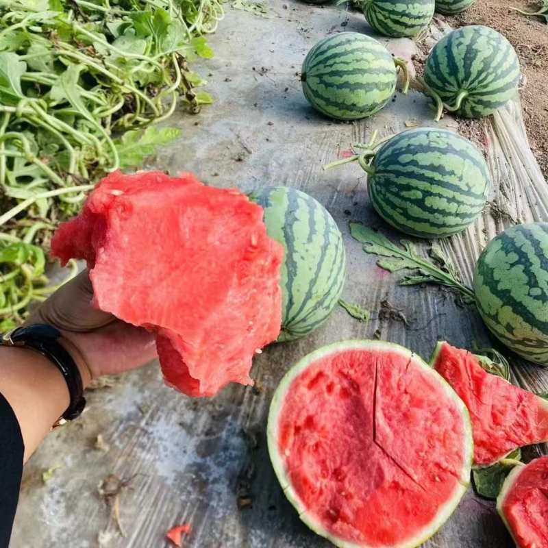 （热销）无籽美都🍉，糖度高，电商，超市，批发商都可合作