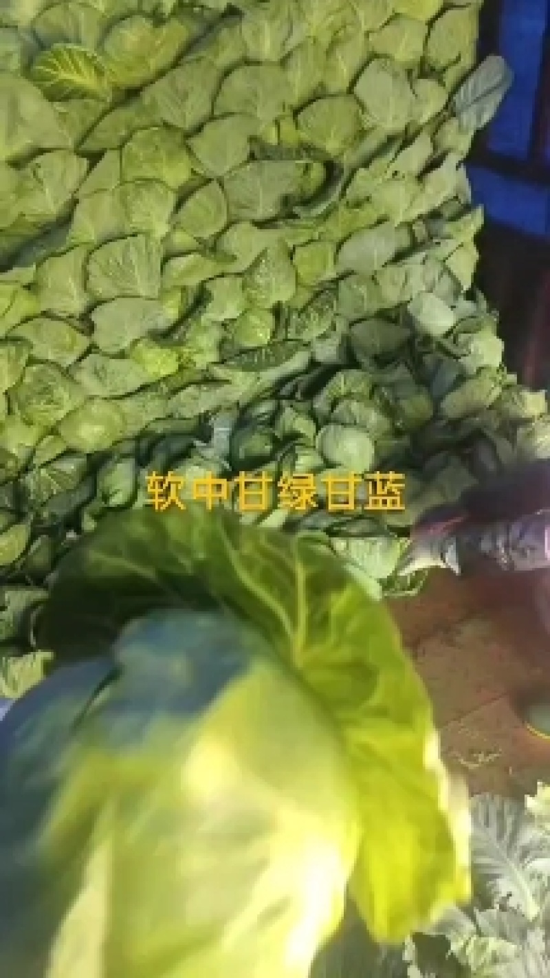 中甘绿甘蓝
