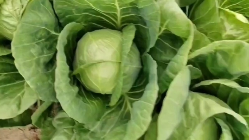 中甘绿甘蓝