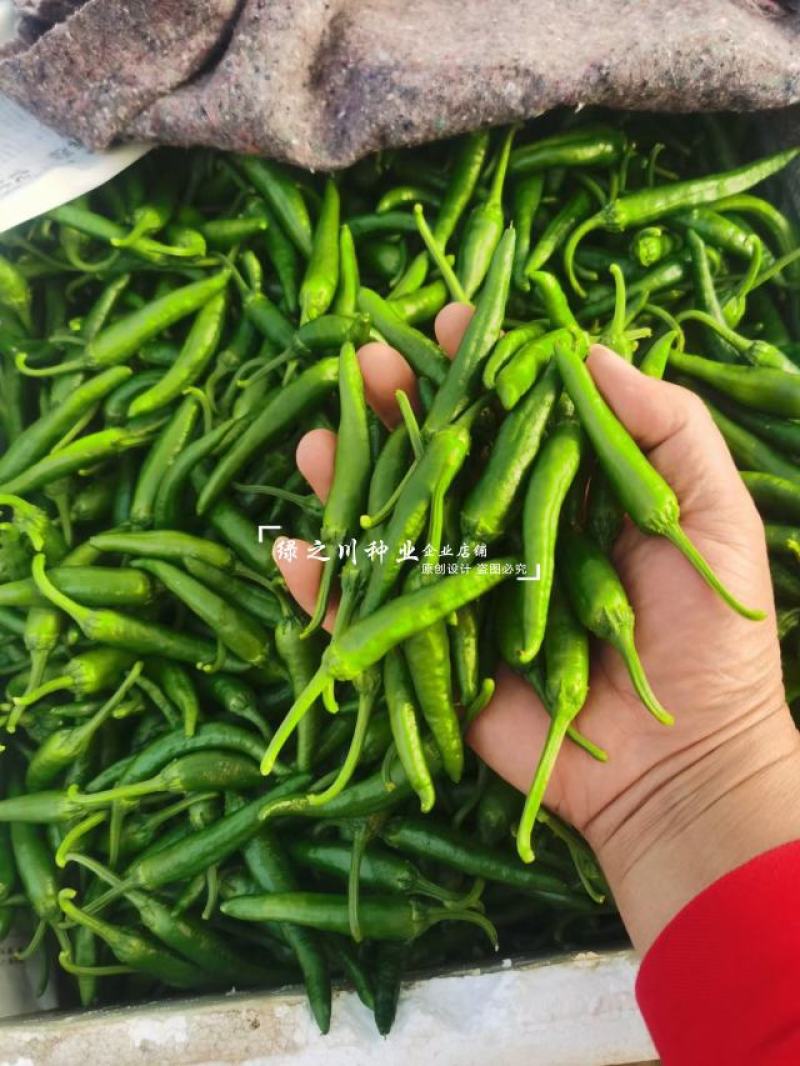 湖南永优樟树港辣椒种子原包装樟树港椒种子耐寒早熟椒香味好