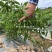 湖南永优樟树港辣椒种子原包装樟树港椒种子耐寒早熟椒香味好