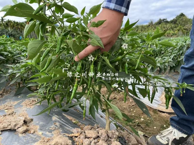湖南永优樟树港辣椒种子原包装樟树港椒种子耐寒早熟椒香味好