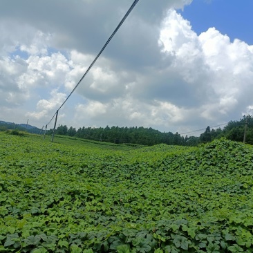 湘农吊瓜基地