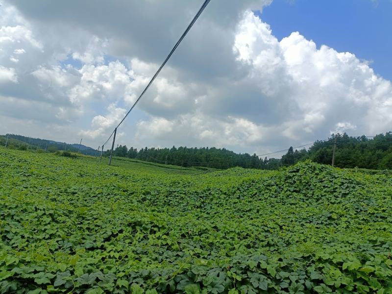 湘农吊瓜基地