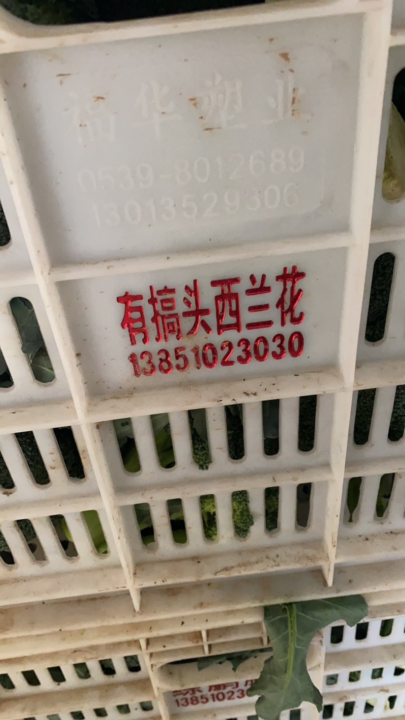 耐寒优秀西兰花精品直销供应商超市场电商全国发欢迎来电咨询
