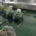 耐寒优秀西兰花精品直销供应商超市场电商全国发欢迎来电咨询
