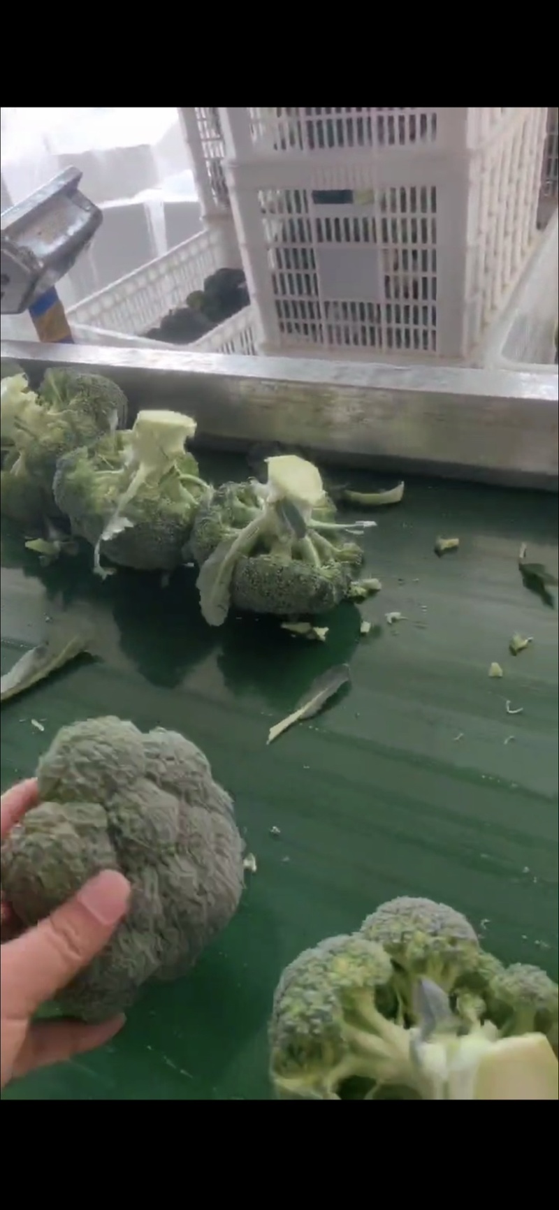 耐寒优秀西兰花精品直销供应商超市场电商全国发欢迎来电咨询
