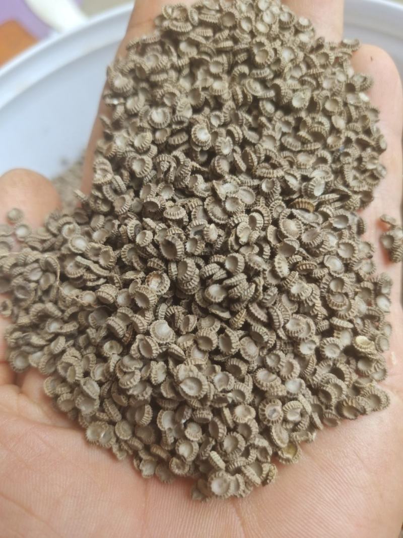 粉防己种子