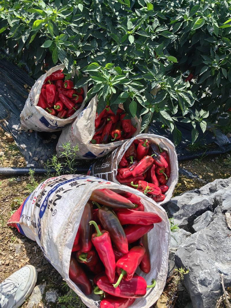 高山蔬菜，湖北红椒，优质无公害