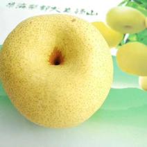 一件砀山酥梨百年老树酥梨黄河故道核心产区果园场酥梨