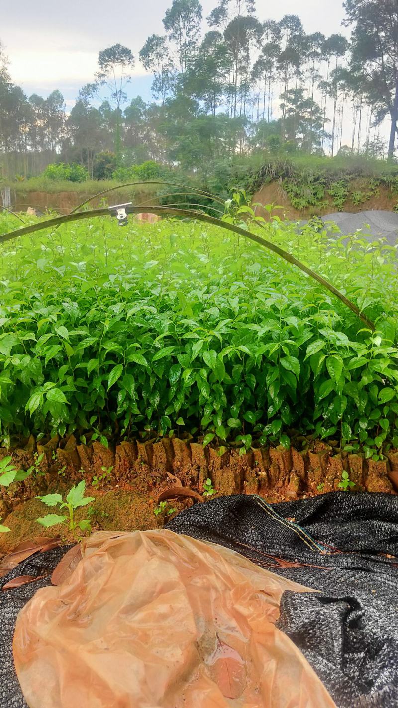 岗梅苗芽苗杯苗大量现苗产地直发供应靓苗多多