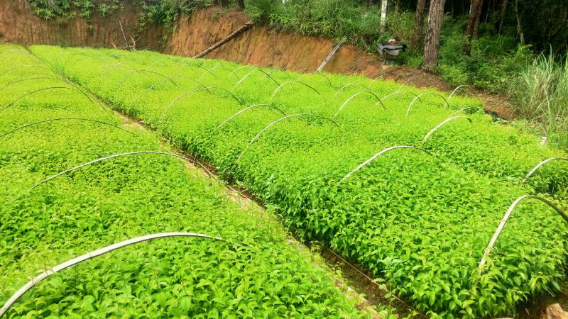 岗梅苗芽苗杯苗大量现苗产地直发供应靓苗多多