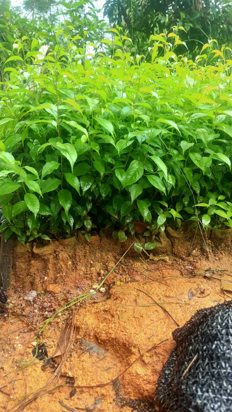 岗梅苗芽苗杯苗大量现苗产地直发供应靓苗多多