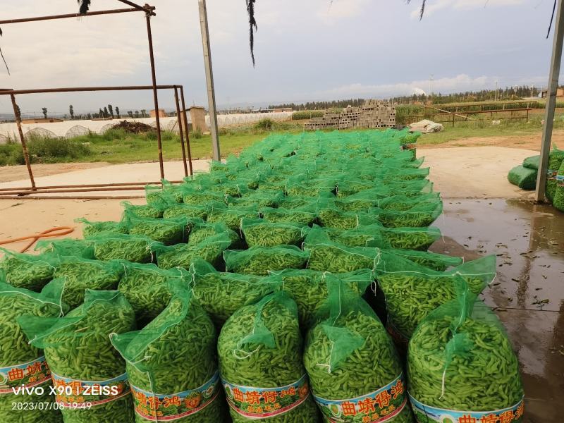 精品毛豆大量供应对接各种市场量大从优