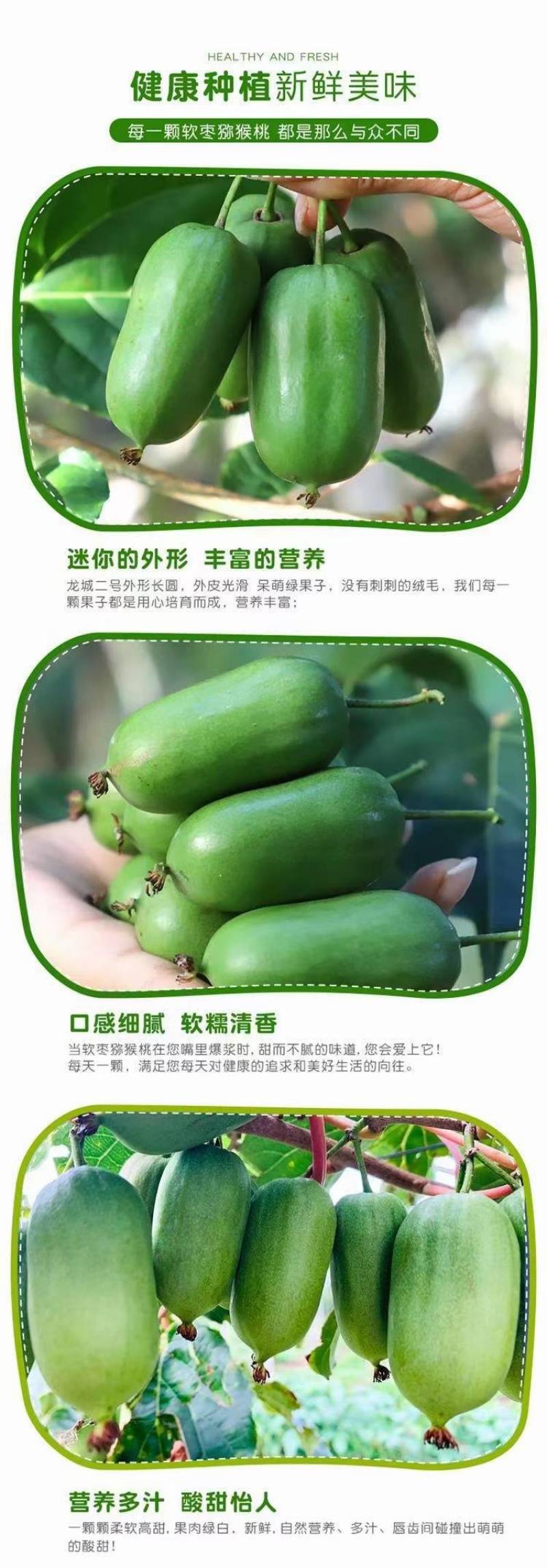 山东本地软枣猕猴桃