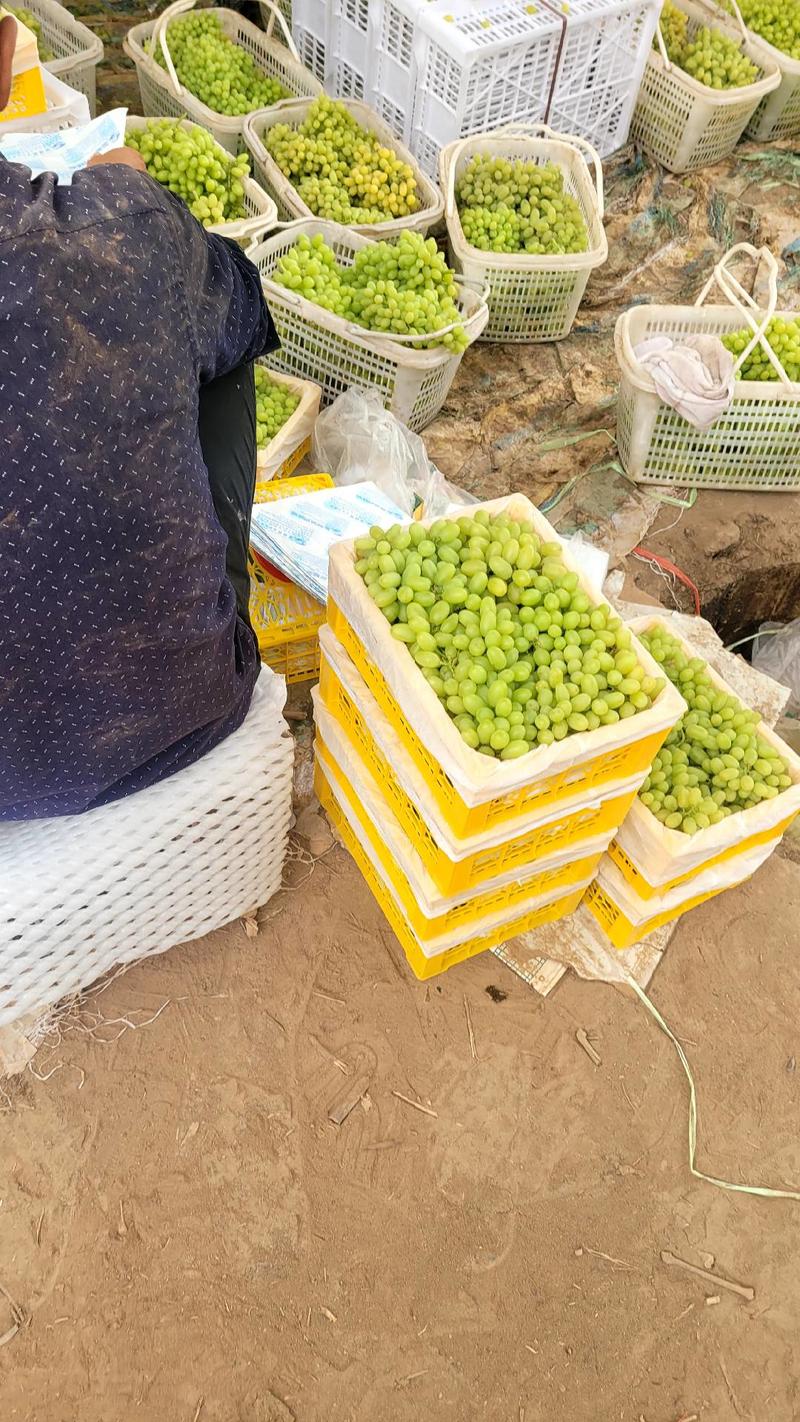 吐鲁番无核白葡萄产地直供按需做货对接商超，社区团购，电商平台