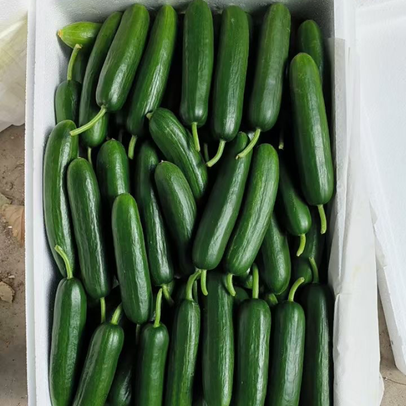 精品小黄瓜，各种包装全国发货量大价优欢迎咨询