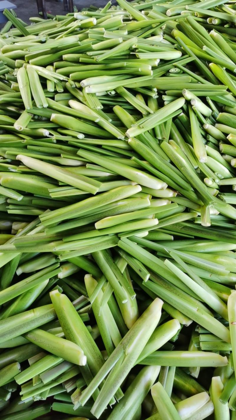 优质高山茭白