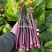 红菜薹种子一代杂交早熟高产红菜苔种子没有蜡粉叶子小出苔快