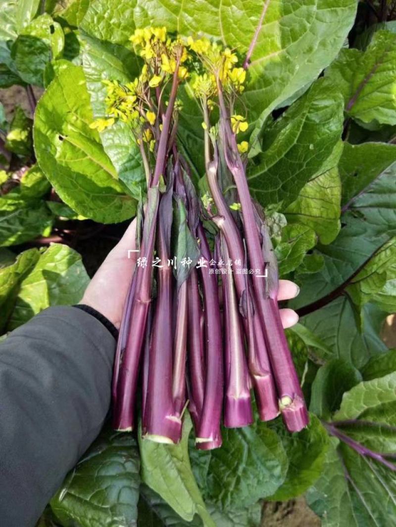 红菜薹种子一代杂交早熟高产红菜苔种子没有蜡粉叶子小出苔快