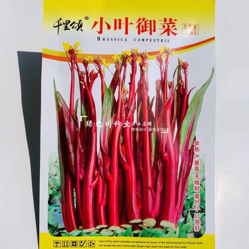 红菜薹种子一代杂交早熟高产红菜苔种子没有蜡粉叶子小出苔快
