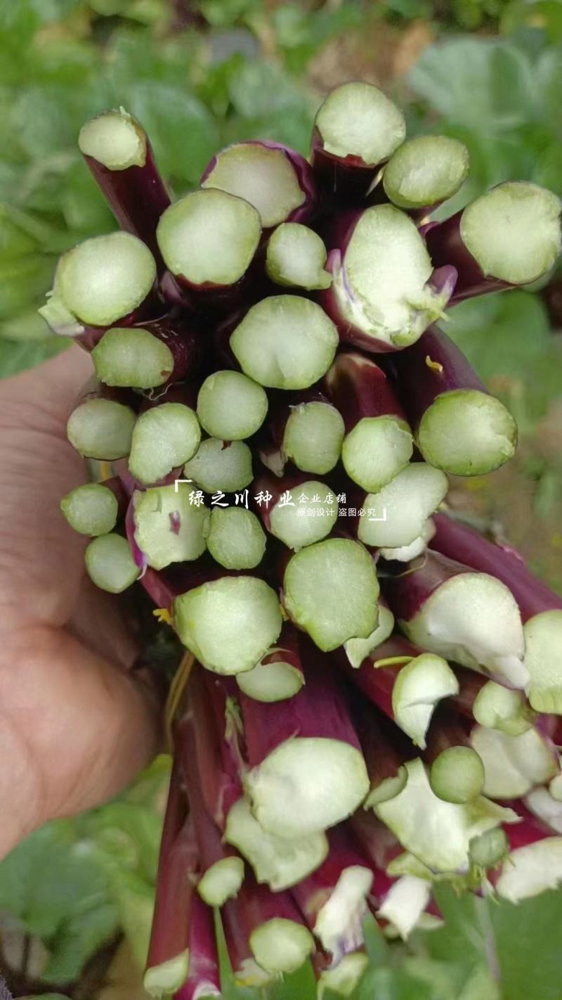 红菜薹种子一代杂交早熟高产红菜苔种子没有蜡粉叶子小出苔快