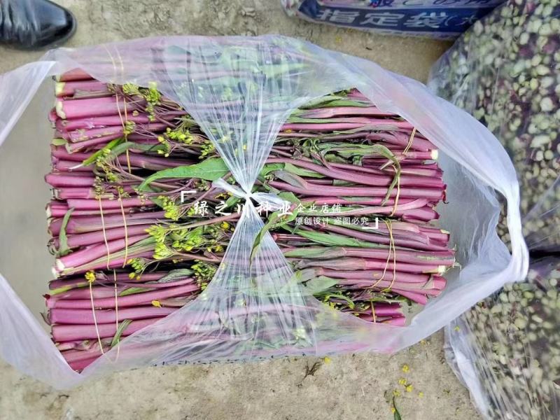 红菜薹种子一代杂交早熟高产红菜苔种子没有蜡粉叶子小出苔快