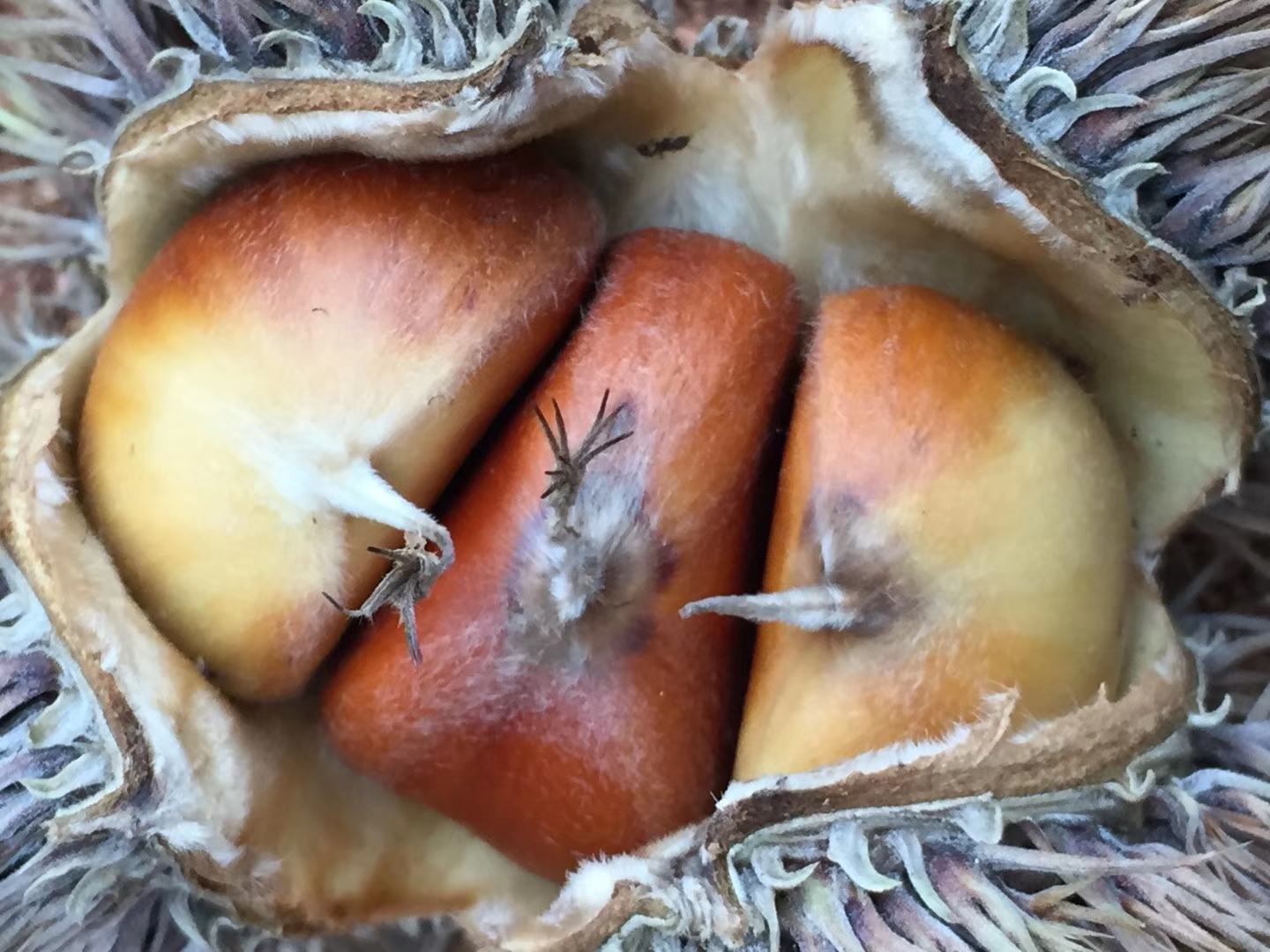 切开的栗子内部结构示意图,展示其黄色果肉与纹理分布 栗子剖面图