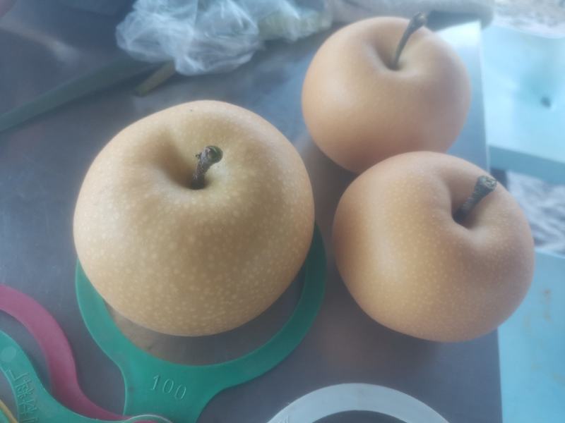 秋月梨下树了