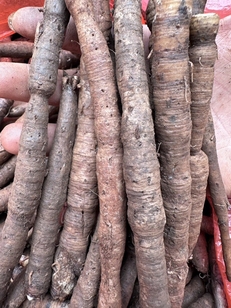 【热卖中】仙茅云南产地，高含量超药典标准，保质保量