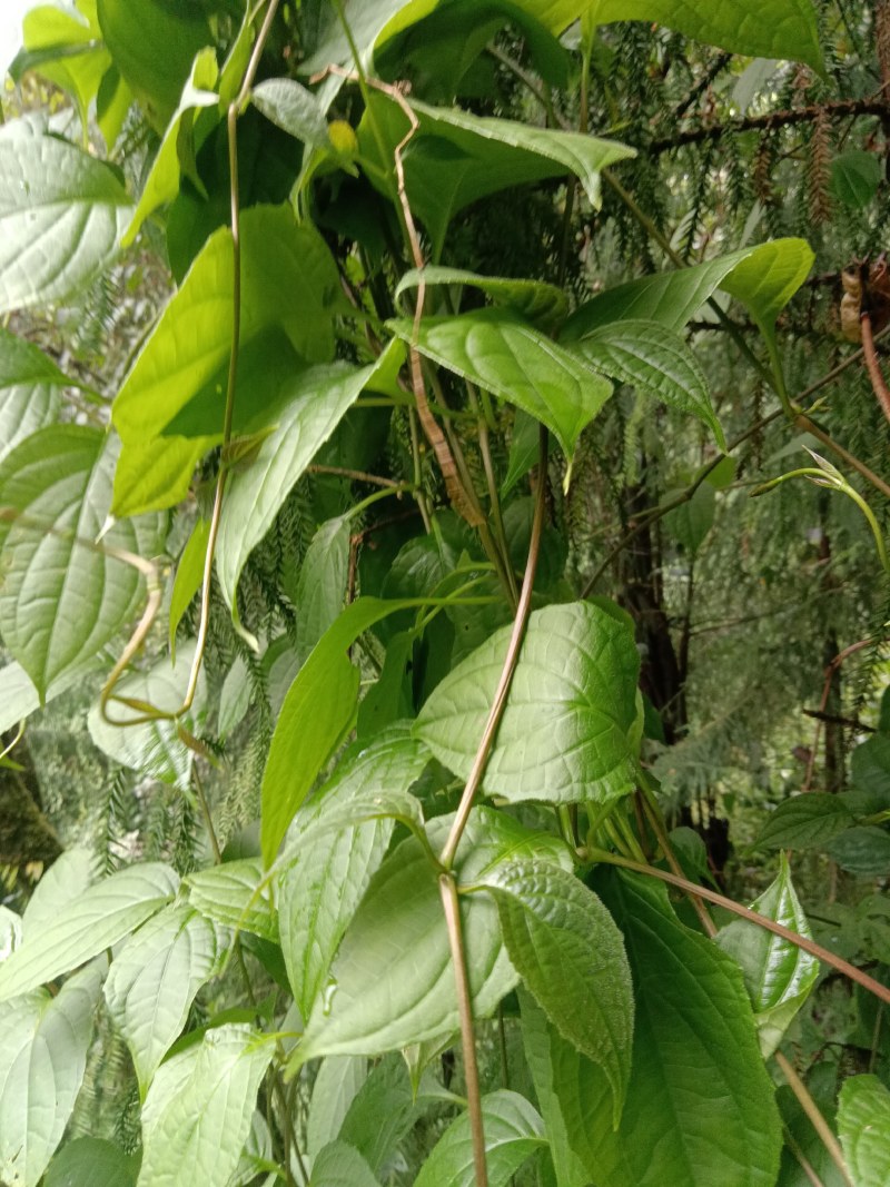 野生地苦胆，有人要吗